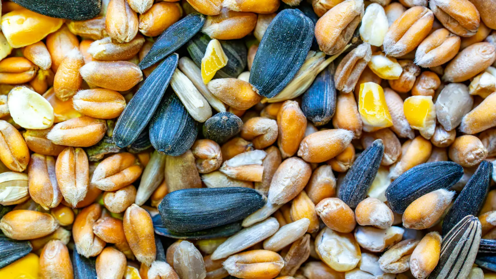 Primer plano de granos y semillas mixtos para alimentos, la materia prima de la formulación al menor costo.