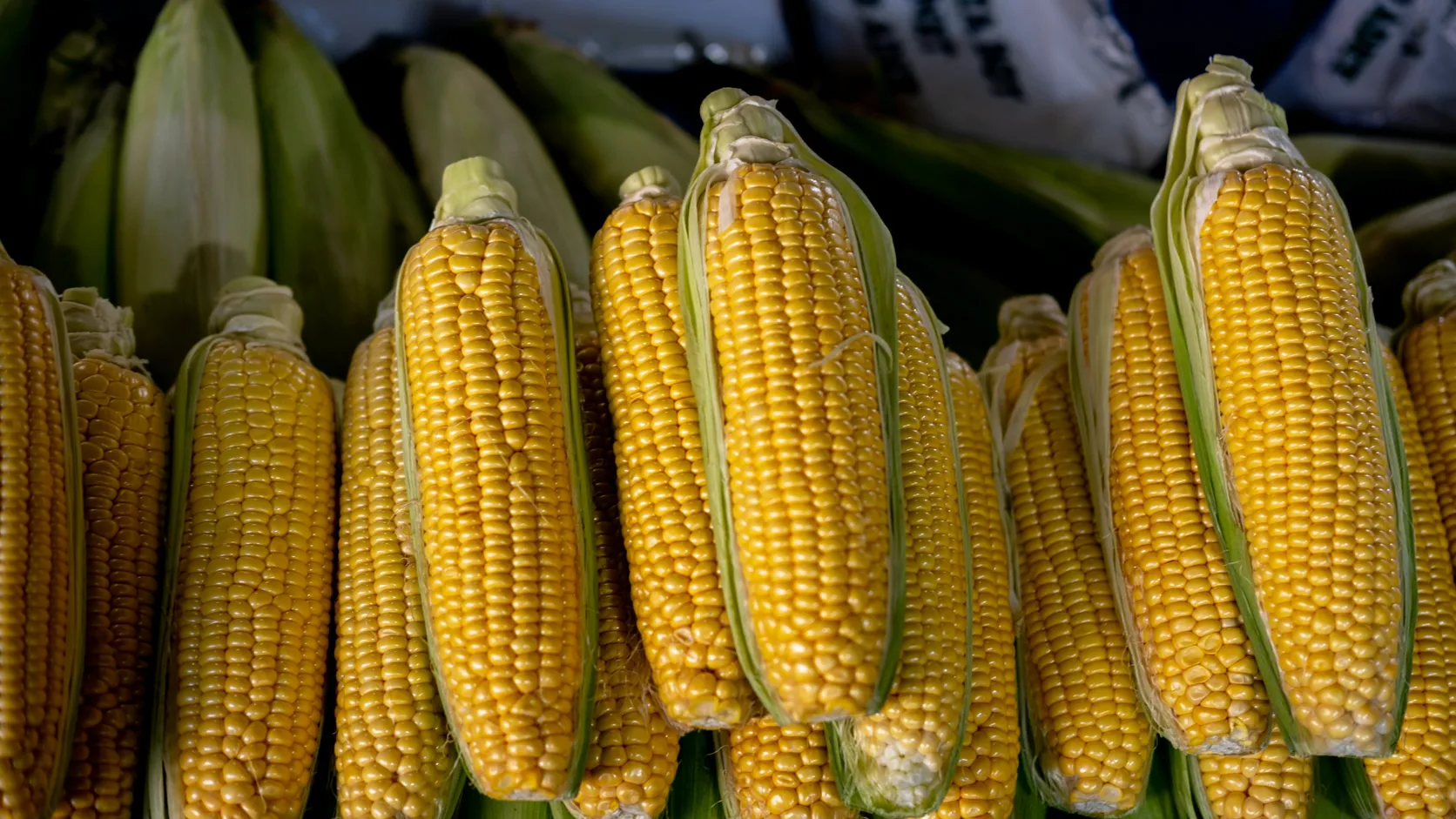 Mazorcas de maíz amarillo apiladas en un mercado de granos, ingrediente central en la formulación al menor costo.