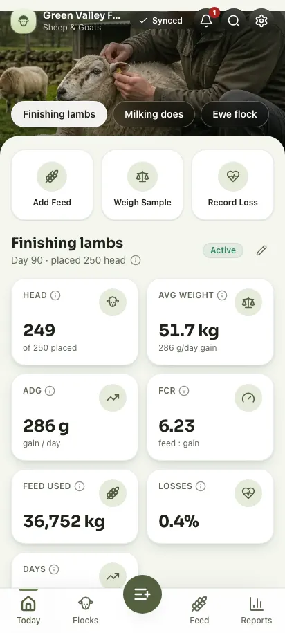 Feedsoft Sheep & Goats on a phone, showing the day's numbers